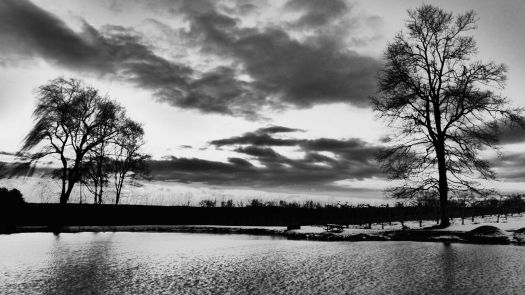 bw tree reflections