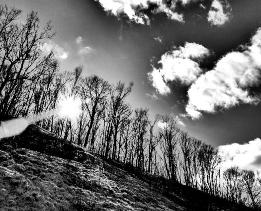 bw trees sun hill clouds