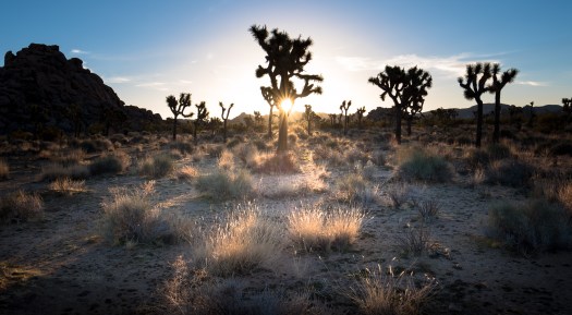 Joshua Tree sunrise 3